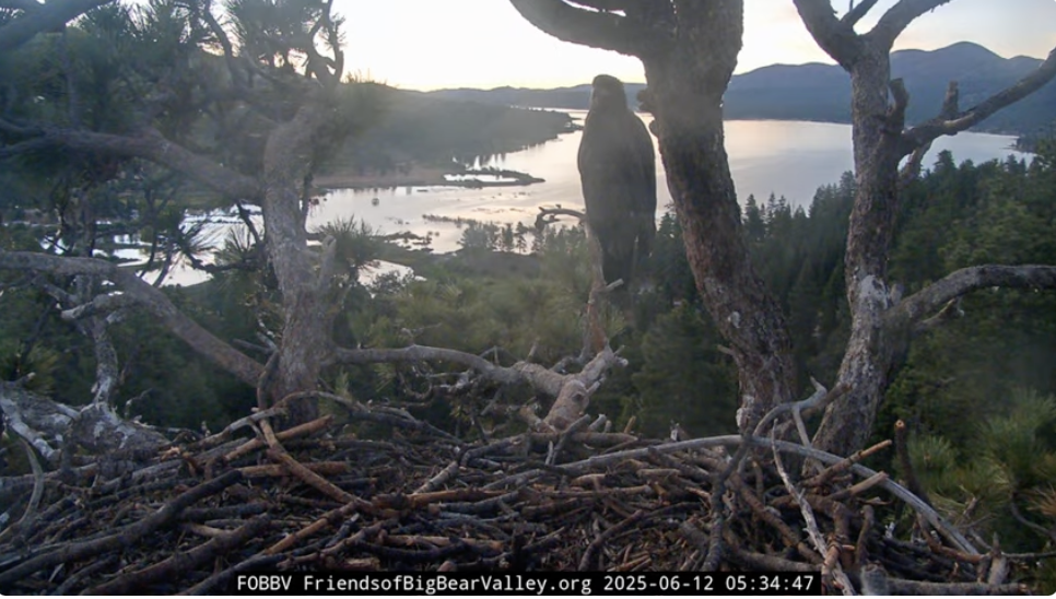 Bald Eagles - Live Stream - Farcaster Mini Apps screenshot