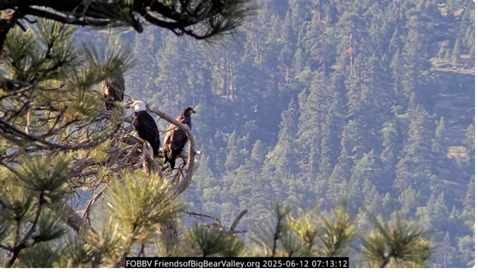 Bald Eagles - Live Stream - Farcaster Mini Apps screenshot