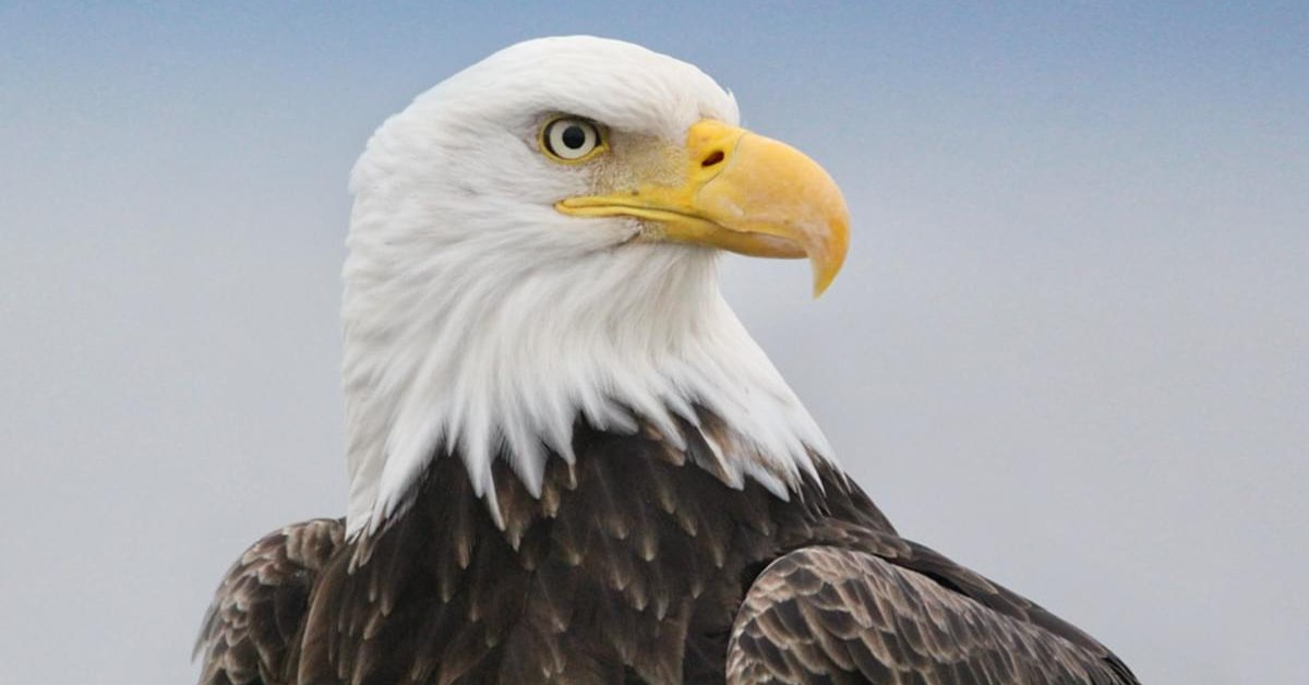 Bald Eagles - Live Stream - Farcaster Mini Apps